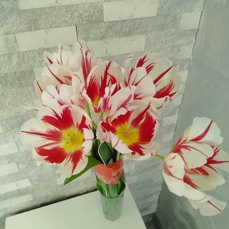 Aпартамент 5 * Varna